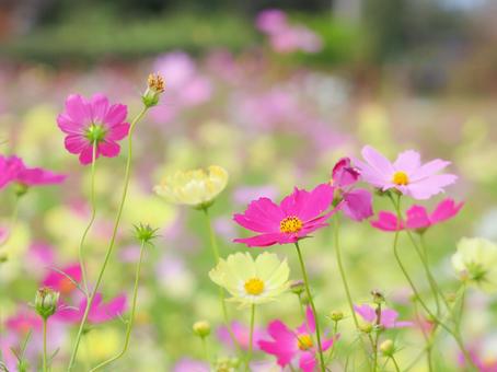 Cosmos, JPG