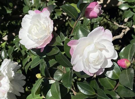 White camellia blooming in winter Fuji Peak, JPG White camellia blooming in winter Fuji Peak, JPG