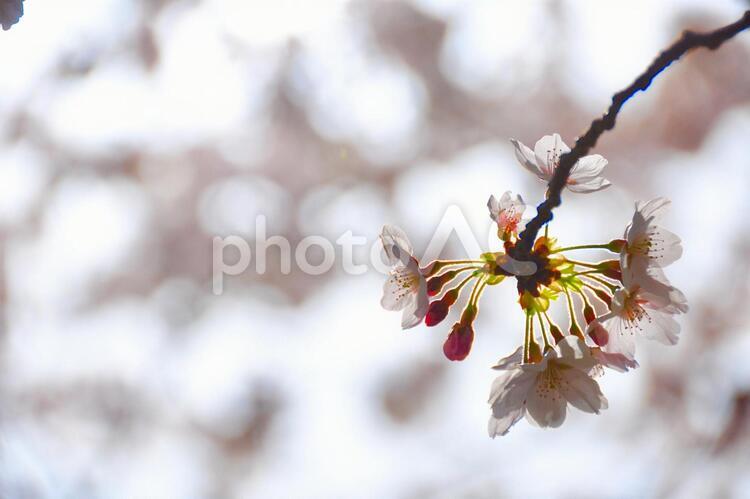 桜 桜,春,自然の写真素材