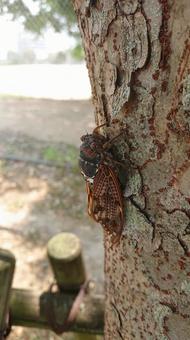 アブラゼミ アブラゼミ,蝉,セミの写真素材