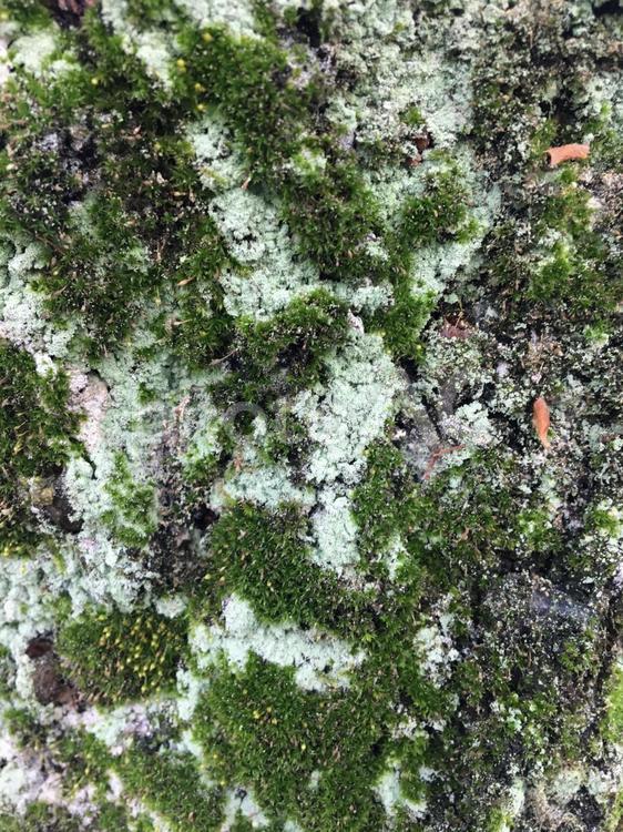 苔のある大木の樹皮006 苔,木,樹皮の写真素材