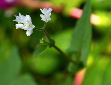 シロバナトゲソバ シロバナトゲソバ,白花刺蕎麦,シロバナママコノシリヌグイの写真素材