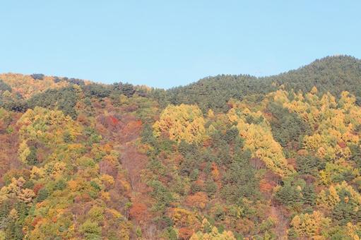 紅葉の山と青空　秋の長野上田市風景 山,青空,紅葉の写真素材