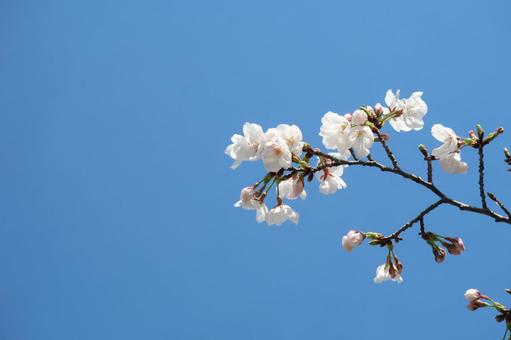 桜 サクラ 染井吉野 春の花 青空 桜 サクラ 染井吉野 春の花 青空の写真