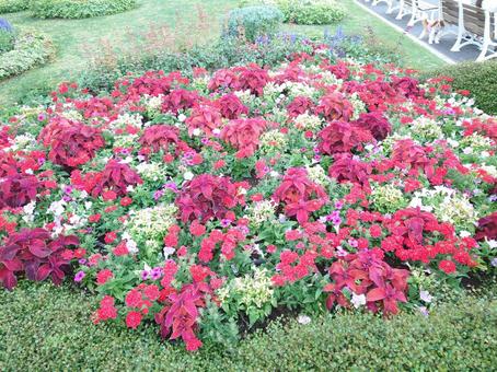 花畑 花畑 の写真