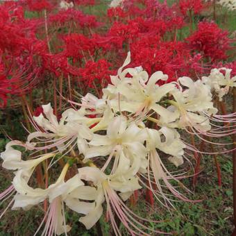ヒガンバナ(彼岸花・曼珠沙華) ヒガンバナ(彼岸花・曼珠沙華) ヒガンバナ,マンジュシャゲ,彼岸花の写真素材