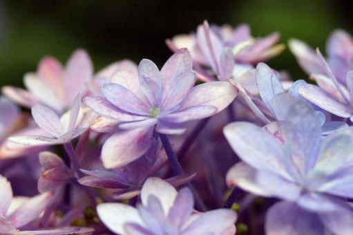 アジサイの写真