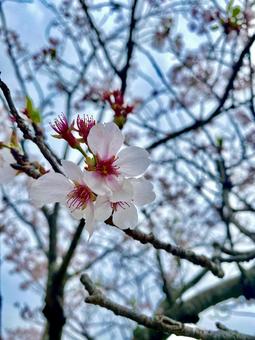 春桜 春桜 桜,春,花見の写真素材