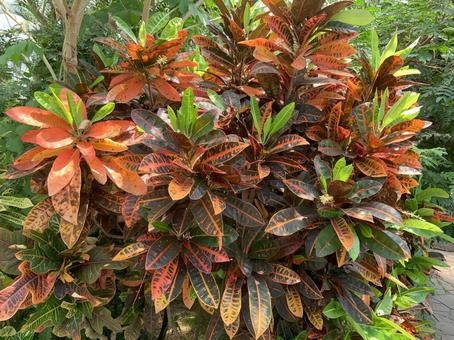 カエンボク カエンボク 植物,カエンボク,火焔木の写真素材