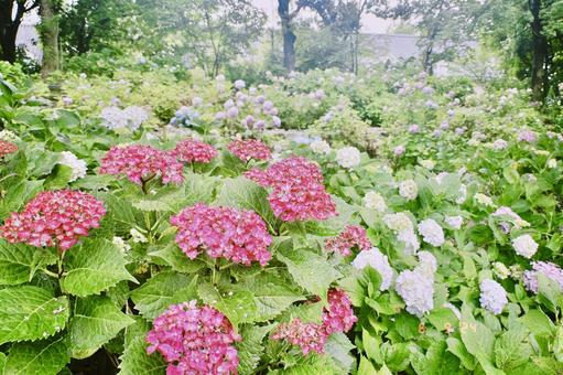 紫陽花3 あじさい,アジサイ,紫陽花の写真素材