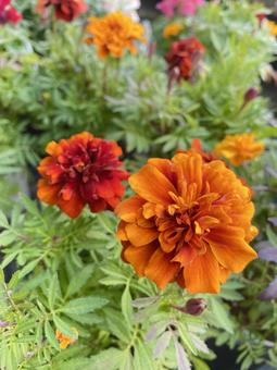 Photo, marigold, warm color, full bloom, 