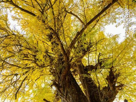 丸森の大銀杏⑹ イチョウ,黄葉,秋の写真素材