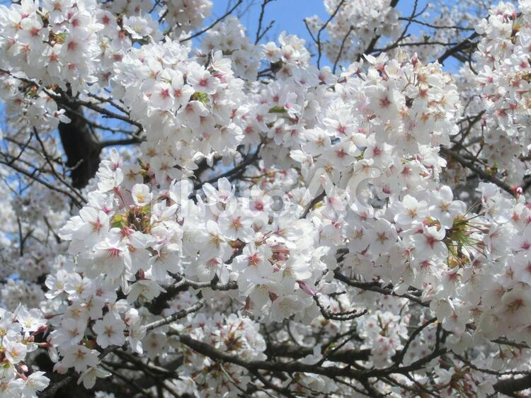 接写での桜 桜,接写,青空の写真素材