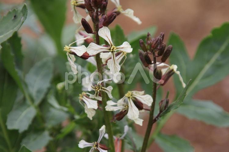 ルッコラ　Rocket　咲く風景 ルッコラ,草花,サラダ用ハーブの写真素材