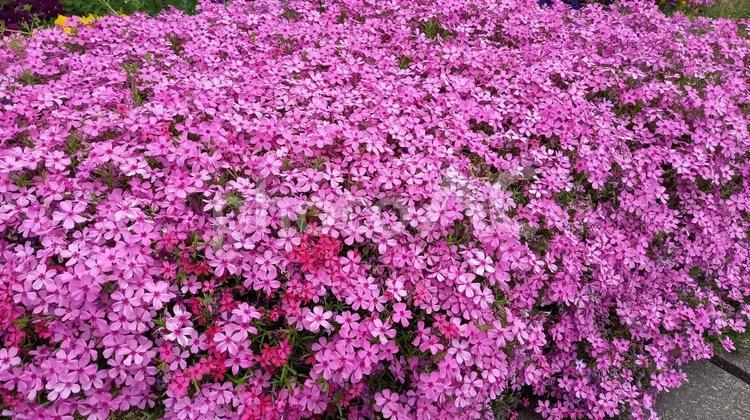 歩道一面ピンクに染める芝桜 芝桜,ピンク,桃色の写真素材