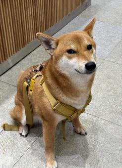 ドヤ顔の柴犬 正面アップ ドヤ顔の柴犬 正面アップ 柴犬,犬,いぬの写真素材