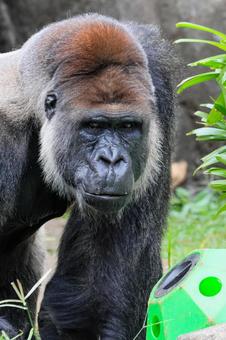 ニシゴリラ ニシゴリラの写真