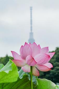 ハス ハス ハス,蓮,不忍池の写真素材