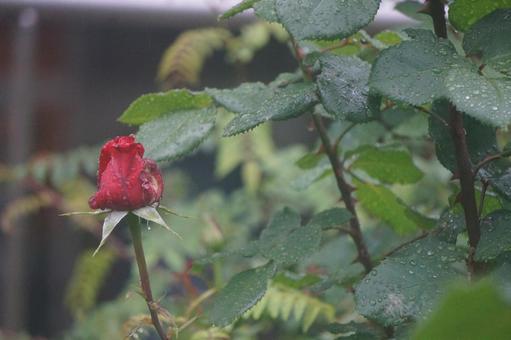 薔薇 薔薇の写真