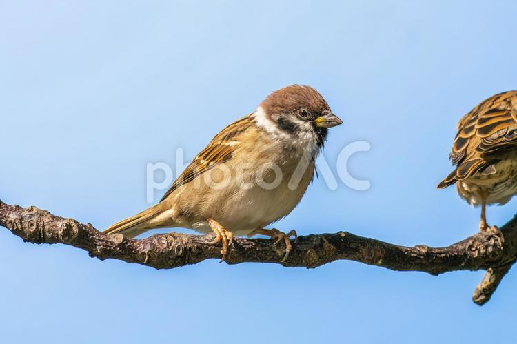 枝にとまるスズメ スズメ,雀,鳥の写真素材
