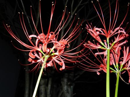 【彼岸花の写真】彼岸花が咲く風景の写真