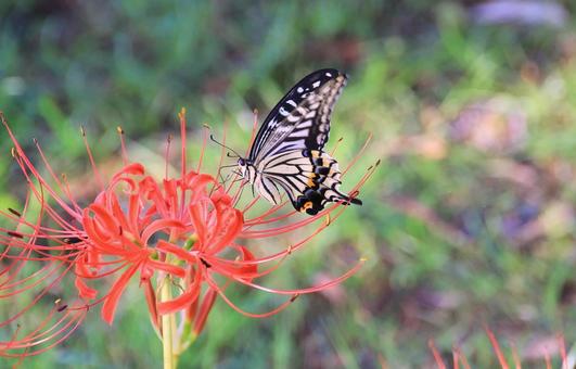 Spider lilies and swallowtail butterfly, JPG Spider lilies and swallowtail butterfly, JPG