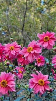 花 花 ダリア,秋,花の写真素材
