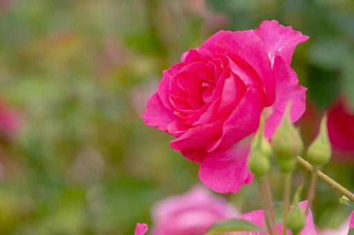 秋のバラ⒆ 秋のバラ⒆ 花,バラ,秋の写真素材