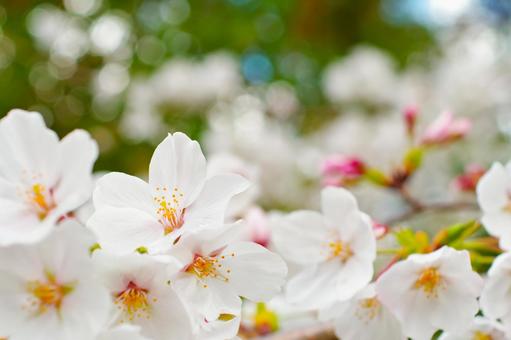 Photo, cherry blossoms, april, the season, 