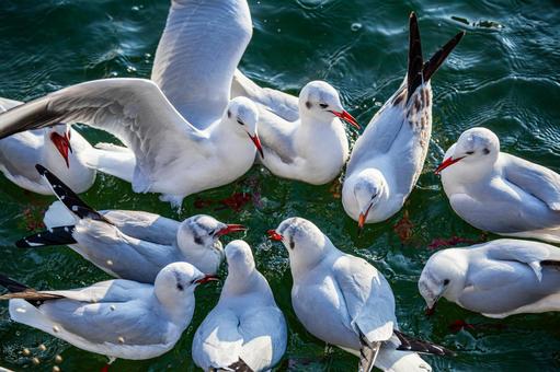 カモメの群れ カモメの群れ カモメ,鴎,鷗の写真素材