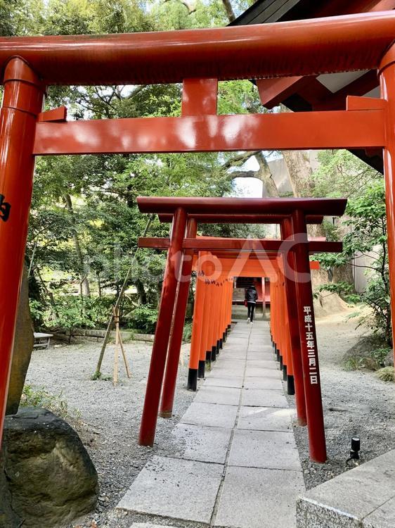 熱海来宮神社　願いを込めてくぐる。 厄除け,祈願,パワースポットの写真素材