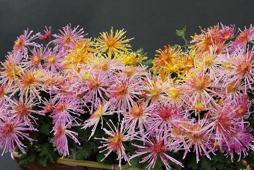 花火のような菊の花の写真