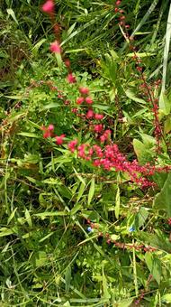 植物の水引(ミズヒキ)の花 植物の水引(ミズヒキ)の花 ミズヒキ,水引,植物の写真素材