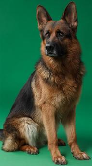 座るジャーマンシェパード犬の写真