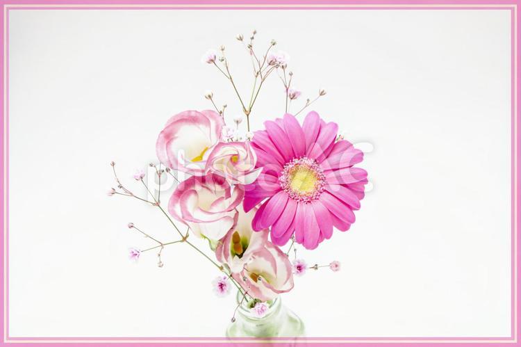 ガーベラ他キュートな3種花束素材 花,ピンク,ガーベラの写真素材