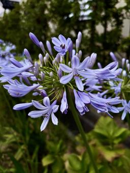 初夏の花 初夏の花の写真
