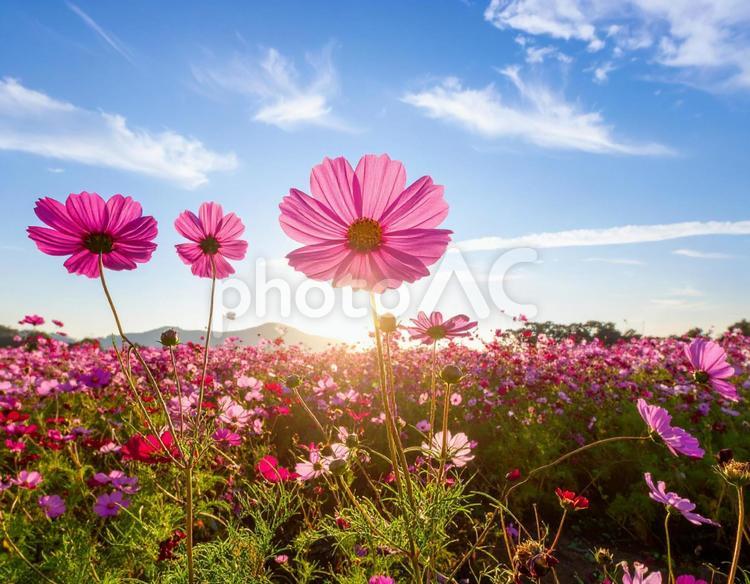 秋のコスモス畑 秋,コスモス,花畑の写真素材