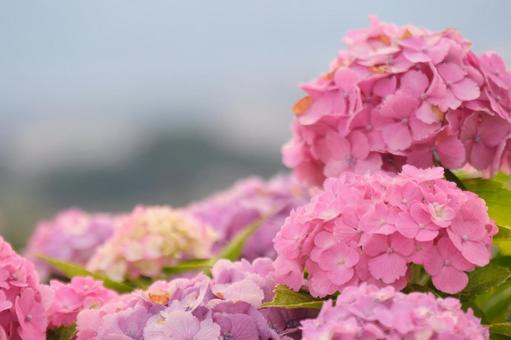 紫陽花 紫陽花の写真