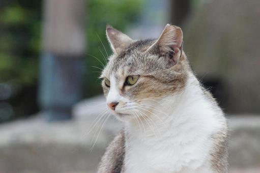ねこ ねこ のらねこ,にゃんこ,可愛いの写真素材