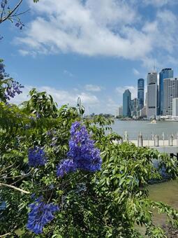 ジャカランダの花 オーストラリア,風景,観光の写真素材