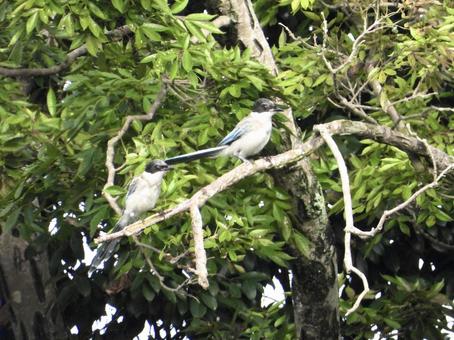 枝にとまるオナガ 枝にとまるオナガの写真