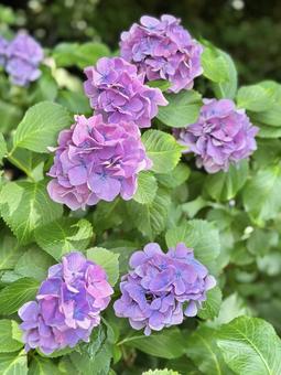 ムラサキピンクの紫陽花 ムラサキピンクの紫陽花の写真