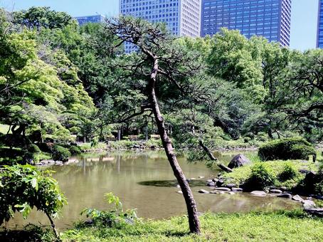 松 松 日比谷公園,松,松の木の写真素材
