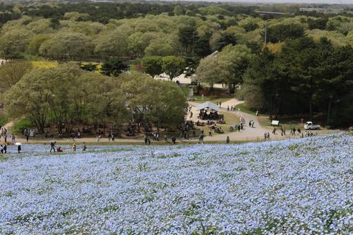 ひたち海浜公園のネモフィラ ひたち海浜公園のネモフィラの写真