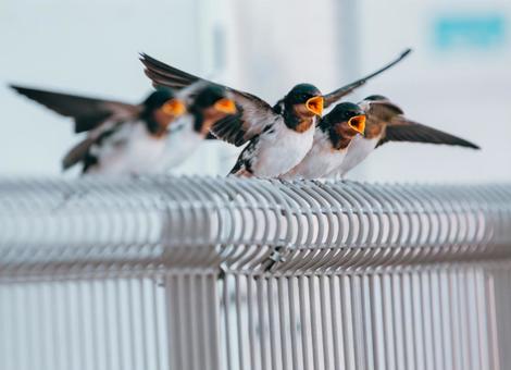 お母さんこっちだよ お母さんこっちだよ ツバメ,鳥,野鳥の写真素材