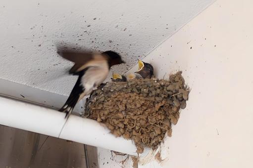 Photo, swallow, yan, natural, 