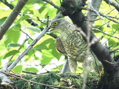 Photo, bird, wild bird, tsumi, 