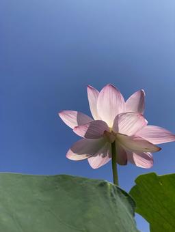 Photo, a lotus, lotus, early summer, 