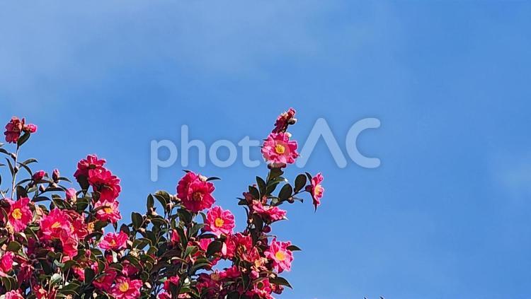 椿のクローズアップと青空 椿,つばき,ツバキの写真素材
