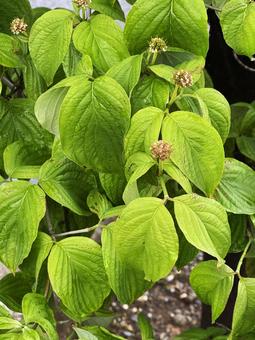 葉っぱ 葉っぱ,葉,初夏の写真素材